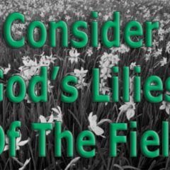 Consider-Gods-Lilies-Of-The-Field