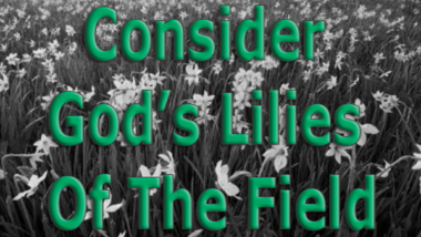 Consider-Gods-Lilies-Of-The-Field